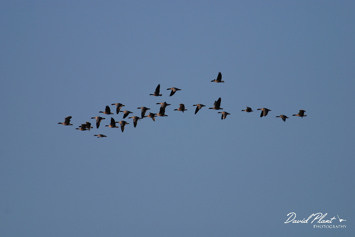 David Plant Photography - Wildlife Photographer - Pink-footed geese flock - C.JPG - Pink-footed geese flock - Norfolk